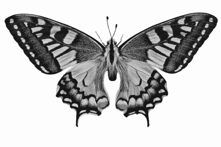 Butterfly Line Drawing