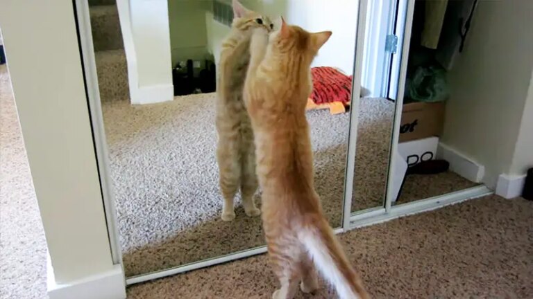 Cats Scratch Mirrors