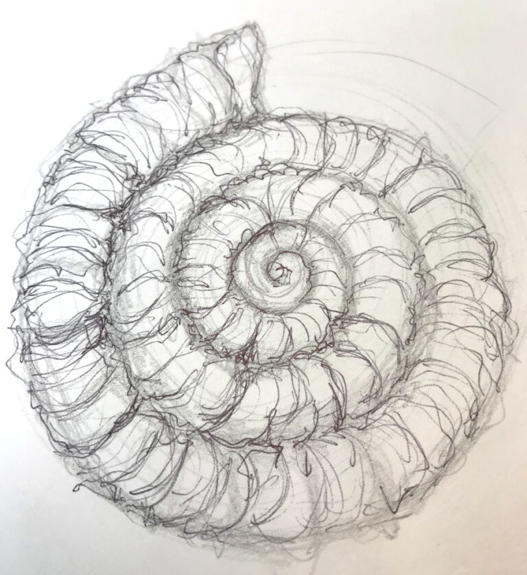 Drawing a Ammonite