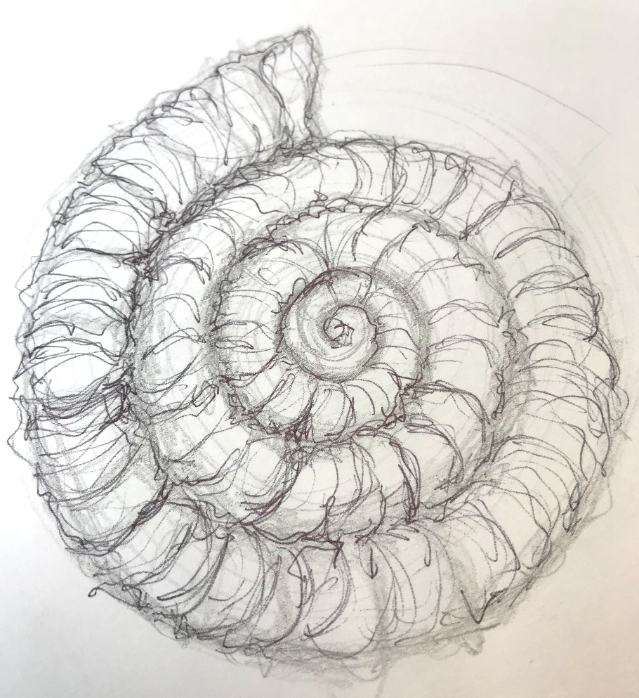 Zeichne einen Ammoniten