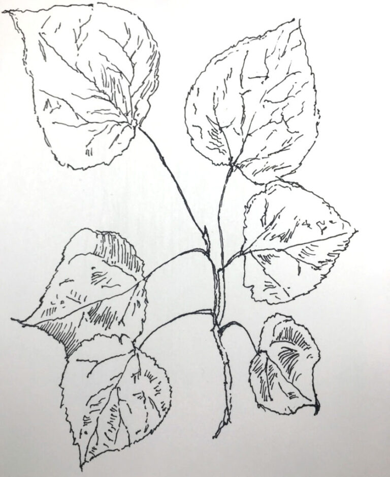 How to Draw a Tree Branch with Leaves