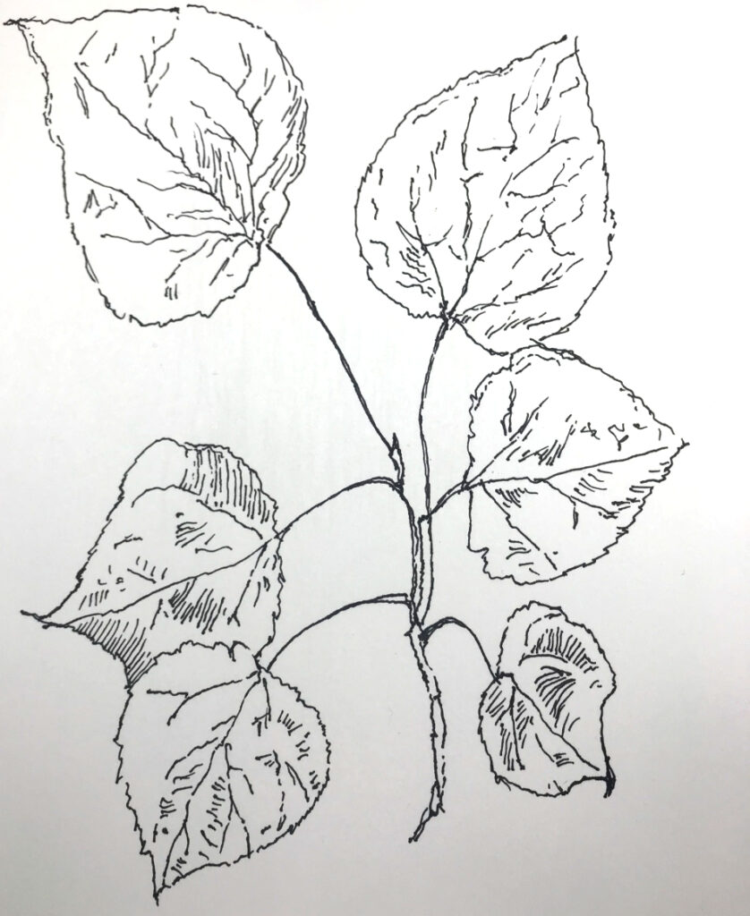 Wie man einen Ast mit Blättern zeichnet