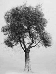 Wie zeichnet man einen Baum mit Feder und Tinte?